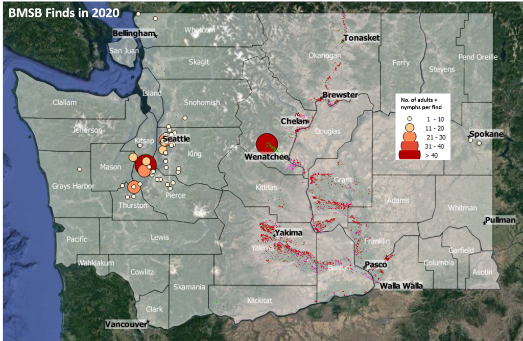 map of washington with the number of bmsb found in 2020 at each location, indicated by color coded circles