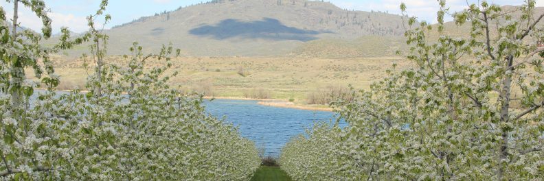 pear orchard in bloom sloping down towards a river with a brown hill in the background