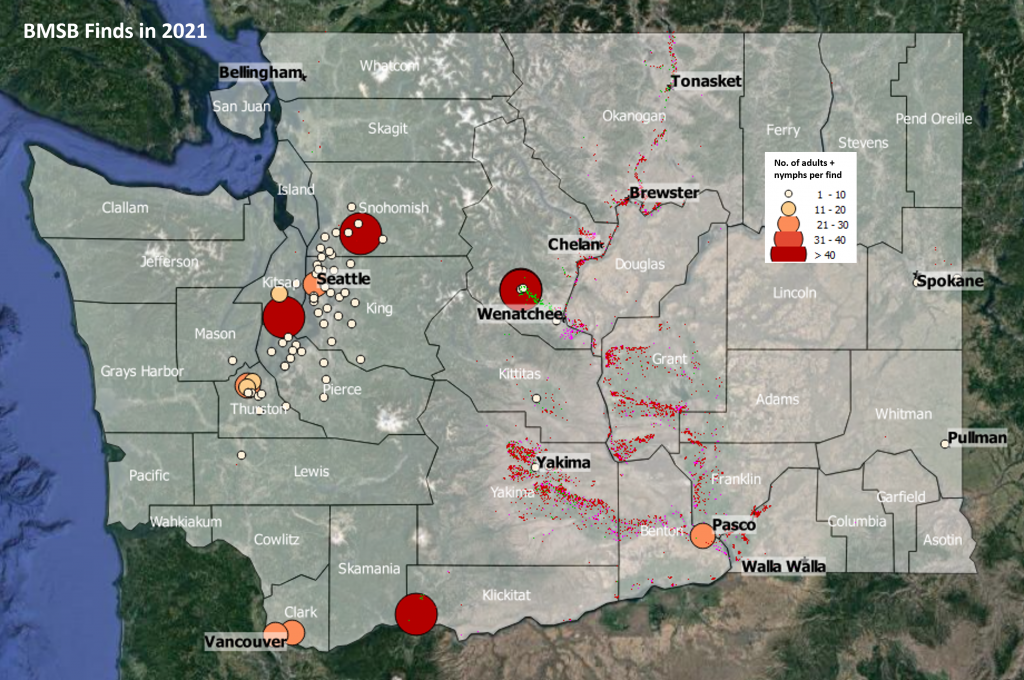 map of washington with bmsb finds in 2021 indicated by color coded dots; larger dots equals more BMSB