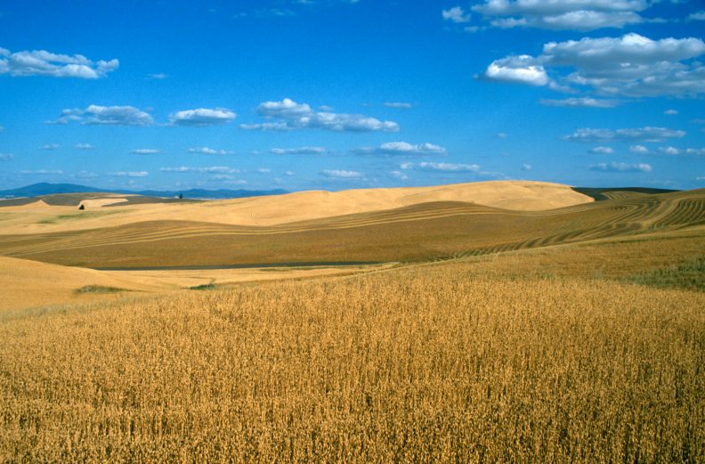 Dryland Farming Organic Agriculture Washington