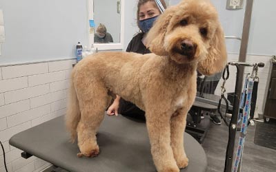 Full Grooming