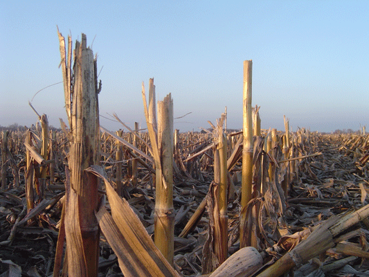 KatharineF_DSC01274.gif KatharineF_DSC01274.gif