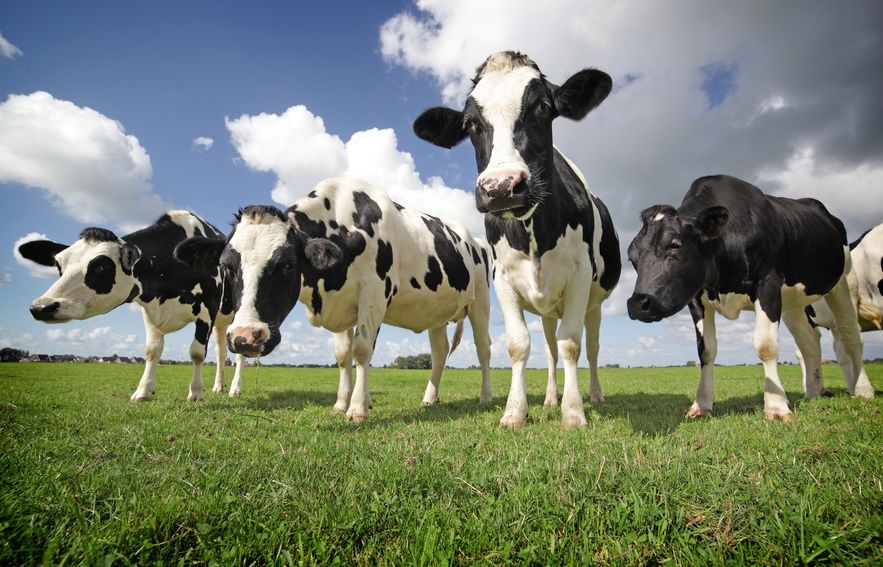 Grass Fed Whey Protein