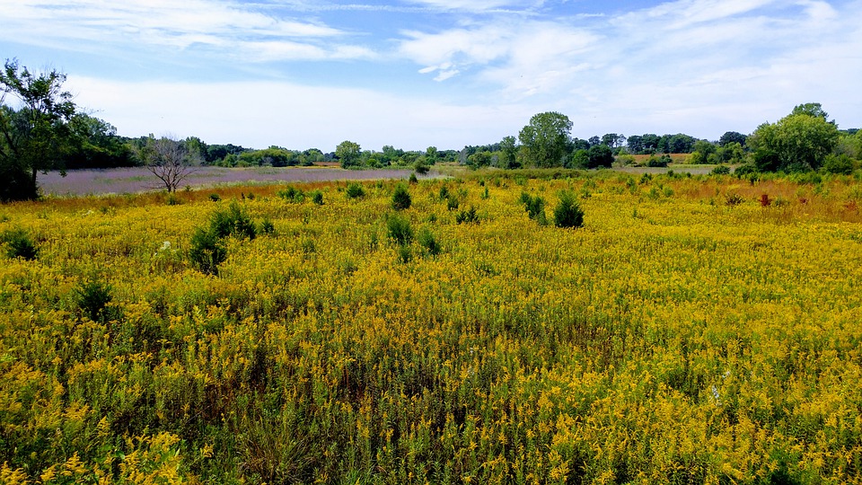 Flowers, Field, Plants, Meadow, Landscape, Nature