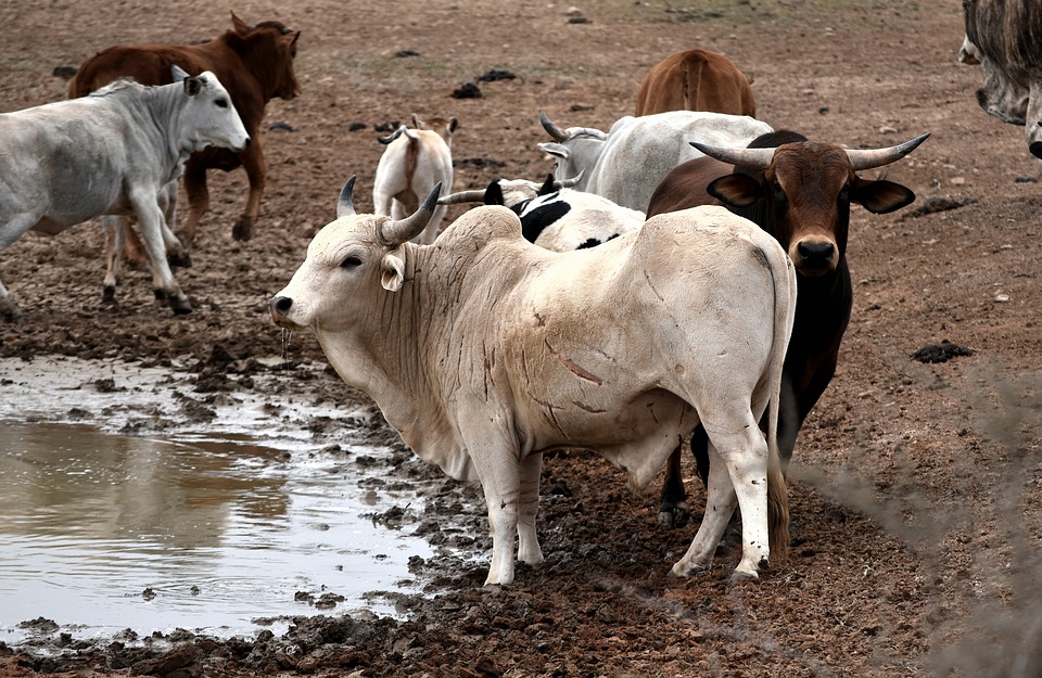 Nguni Cattle, Cows, Drinking, Africa, Livestock