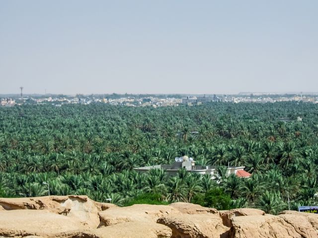 Al-Ahsa Oasis