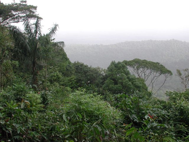 Central Suriname Nature Reserve
