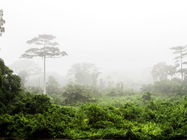 Tai National Park