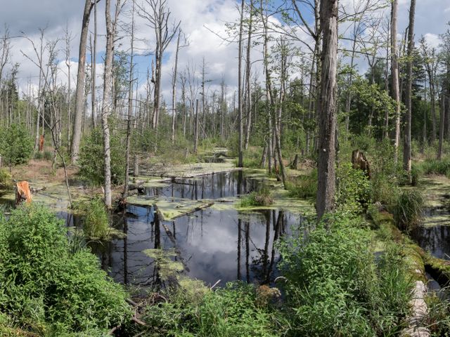Bialowieza Forest