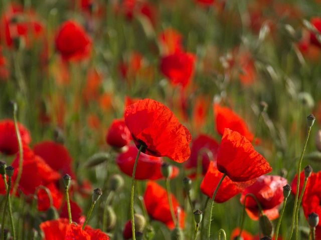 Flanders Fields