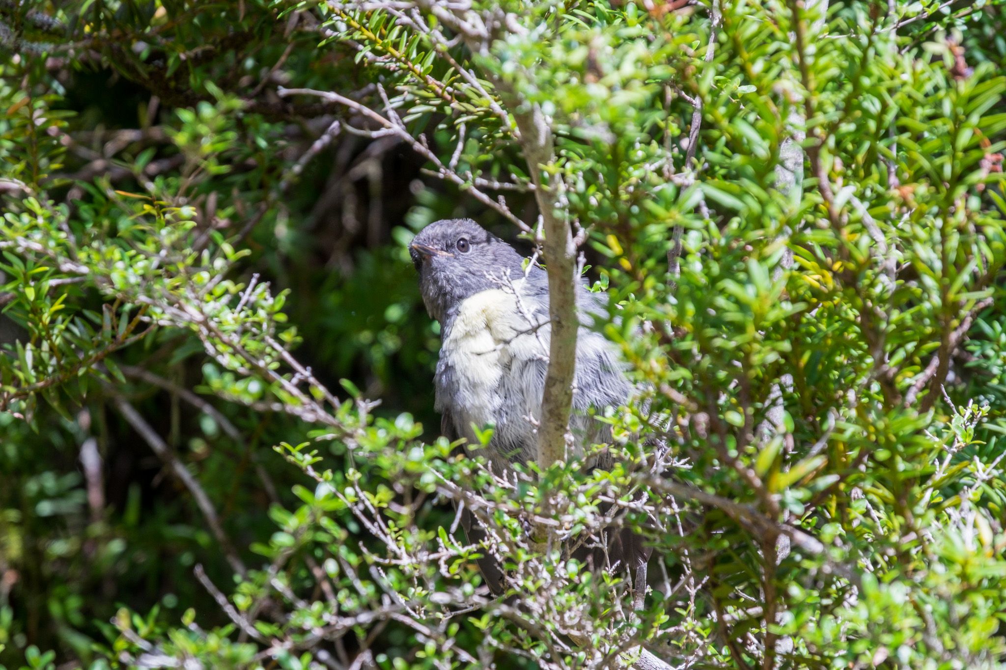 New Zealand Robin