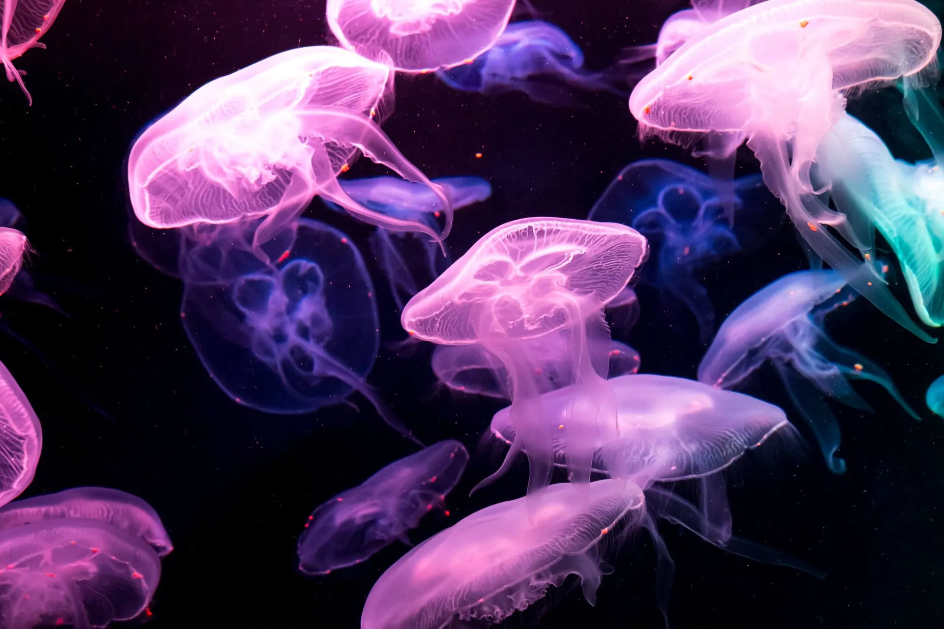 jelly fish at SEA Aquarium Singapore