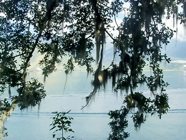 tree over lake Atitlan