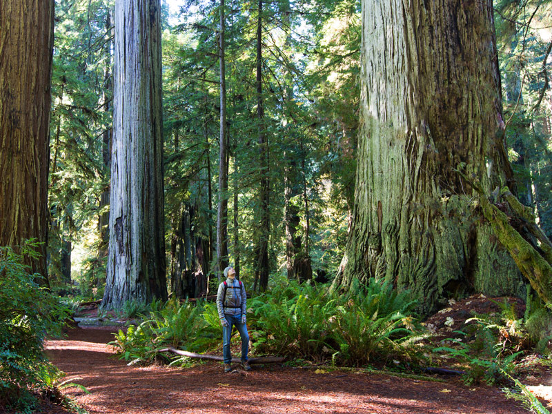 Redwood National