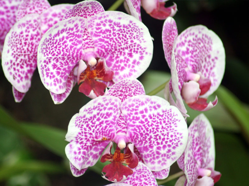 San Antonio Botanical Garden