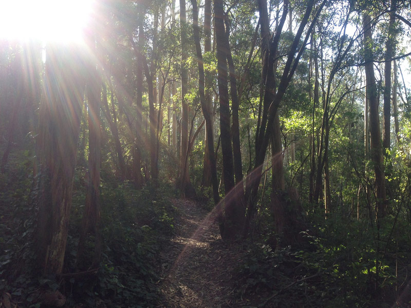 Mount Sutro: Forest in the Clouds