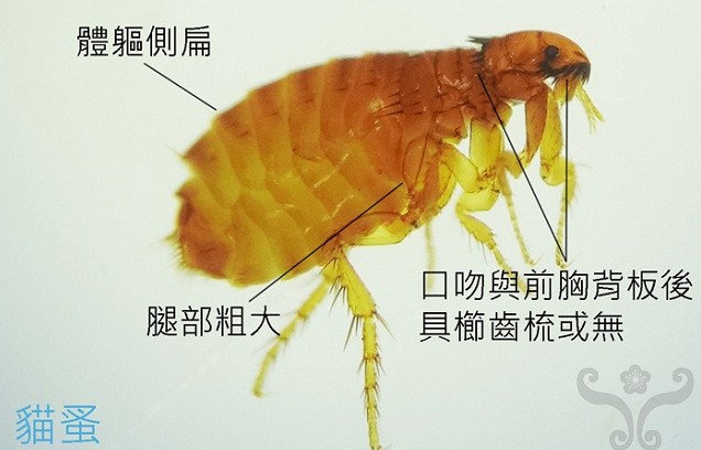 被跳蚤咬