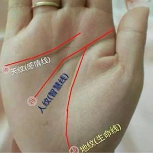 假斷掌
