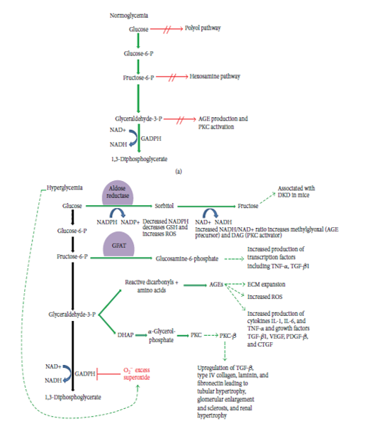 (a) In normoglycemic conditions, glycolysis (i.e the breakdown of glucose to generate energy) proceeds in a well-defined manner without diverting its course into the multiple pathways involved in diabetic nephropathy. (b) However, in hyperglycemic conditions, elevated glucose levelspromote the activation of excess superoxides which hinders the enzyme GADPH which in turn restricts glycolysis from proceeding down its usual sequence. 16