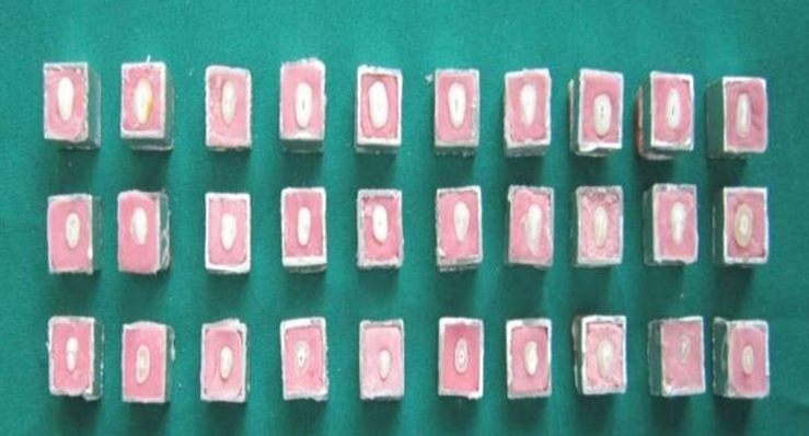 Dentin samples mounted in self curing acrylic resin.
