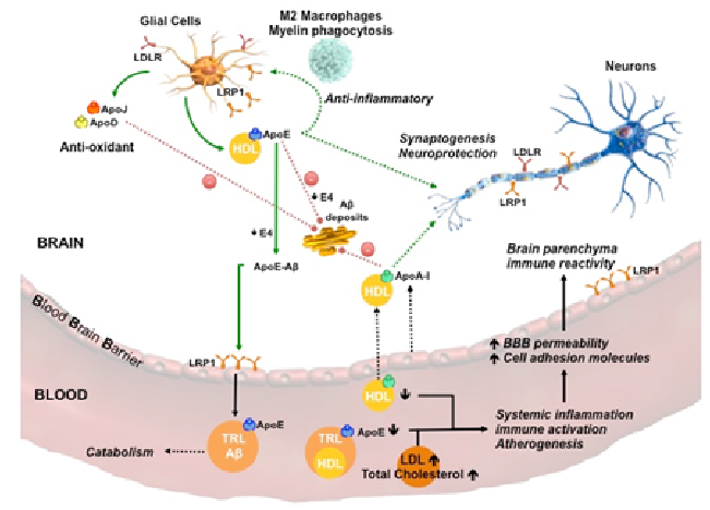Role and effect of Increased blood lipoproteins and other factors in Alzheimer's dementia.16