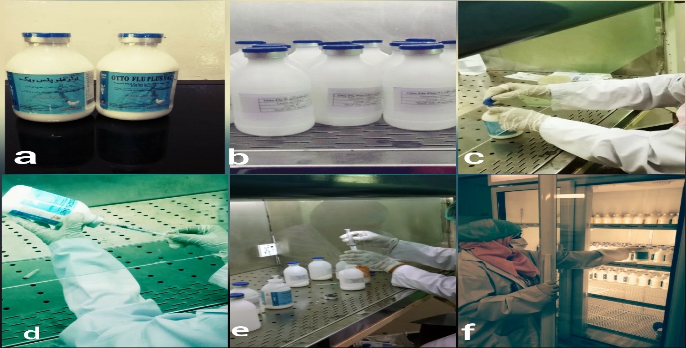 Pre-vaccine stability study preparations ; (a: Retained samples; b: Labeling; c: De-sealing; d: Sampling; e: transferring to sub-vials; f: Shifting at different temperatures).