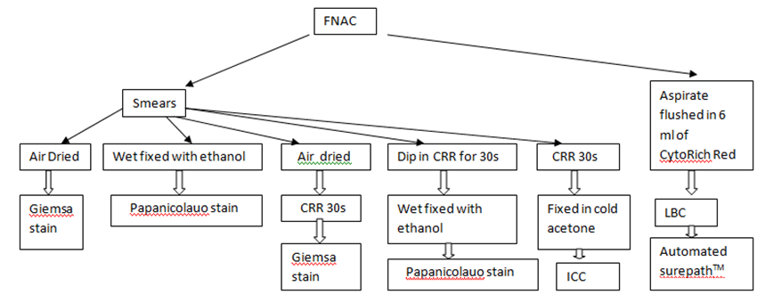 Flow diagram for method of preparation of various smears in the study