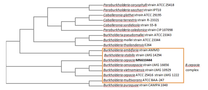 Phylogenetic tree based on 16S rRNA sequence, showing the positions of all the Burkholderia species and representative of related genera with similarity 94%. Accession number the occurrence of B.cepacia MN610444.