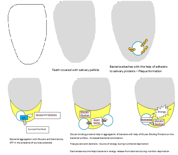 Antigenic target