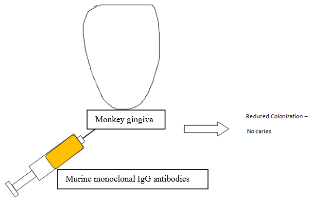 Passive immunity -Topical application of murine monoclonal antibodies