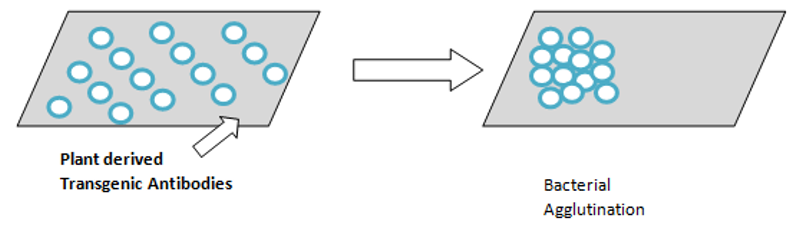 Passive immunity - Transgenic plant antibodies 