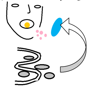 Active Immunity - Ingestion of whole S. mutans in capsule form