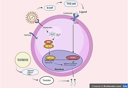 Biological pathway illustrating the effects of SARS-CoV-2 on testicular function through immune response mechanisms.