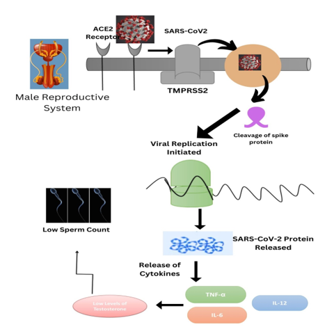 The role of interleukin-4 in CORONA VIRUSID-19 associated Erectile dysfunction male infertility