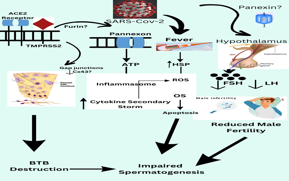 Mechanism of SARS-CoV-2 andmale infertility that causes the spermatogenesis