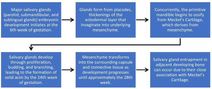 Pathogenesis of entrapment of salivary glands occurs during mandibulardevelopment.