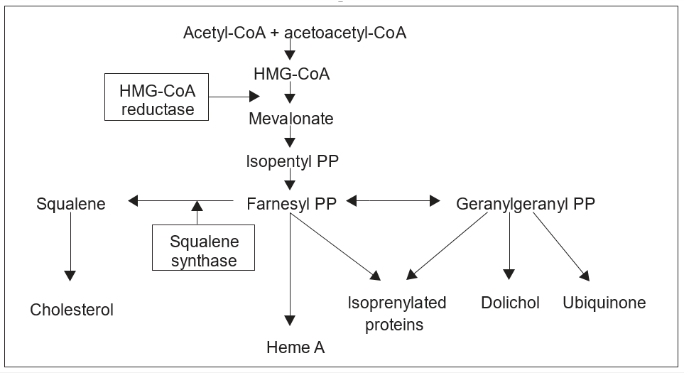 The cholesterol biosynthetic pathway. Statin inhibition of HMG-CoA reductase, the rate-limiting step of cholesterol synthesis, causes a reduction in the production of isoprenoids, most importantly farnesyl PP and geranylgeranyl PP. The reductionof isoprenoids causes a reduction in the production of isoprenylated proteins whose deficiency causes disturbances in cell apoptosis regulation and skeletal muscle cell structure.3, 4, 5, 6, 7