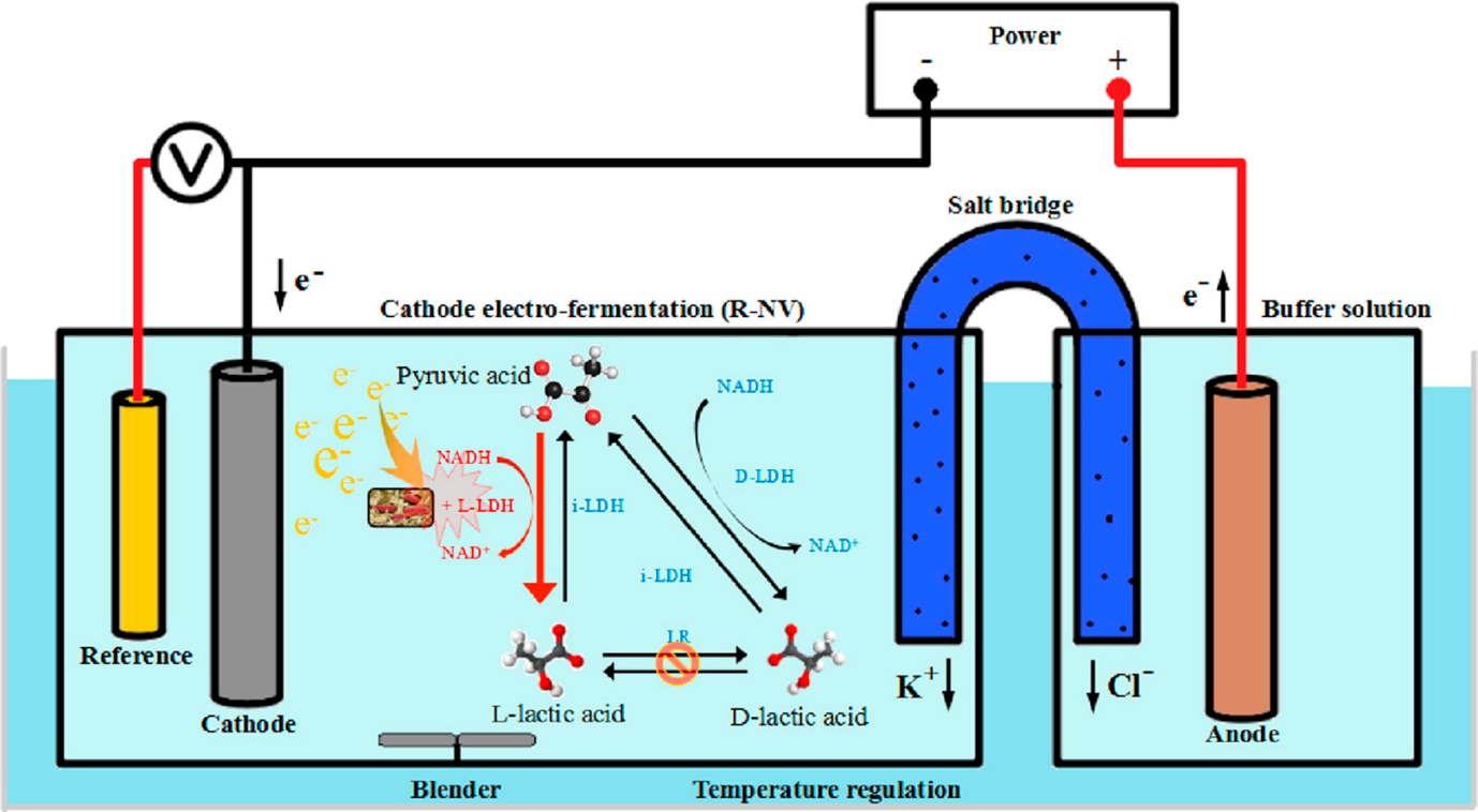 Electro fermentation of organic wastes