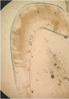 Ground section of the specimen