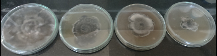 Antifungal activity against Bipolaris spicifera