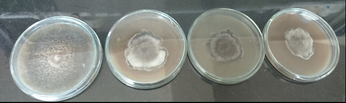 Antifungal activity against Alternaria alternata