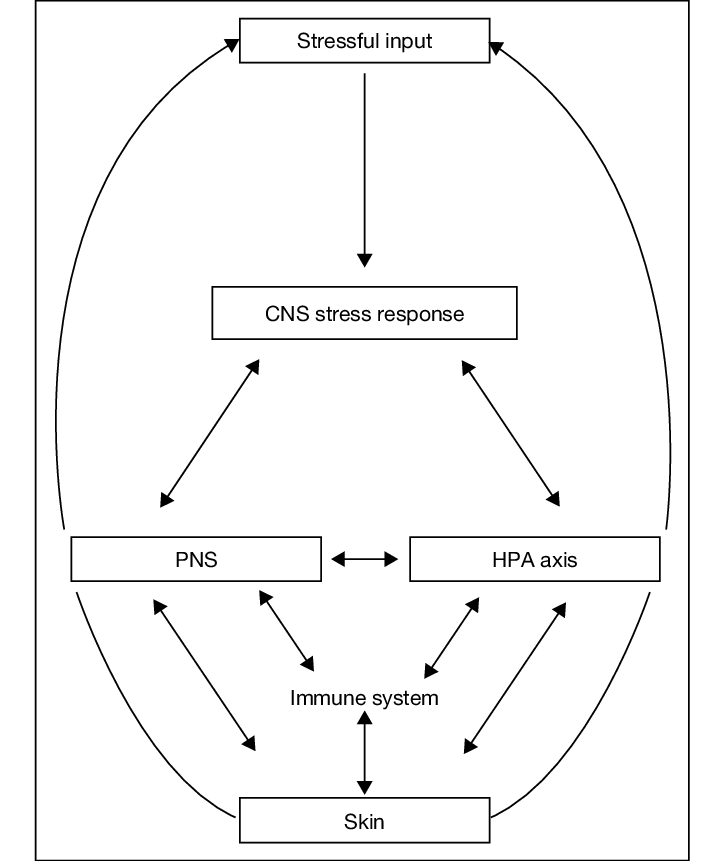 Schematic representation of brain skin Axis (Alon Friedman)