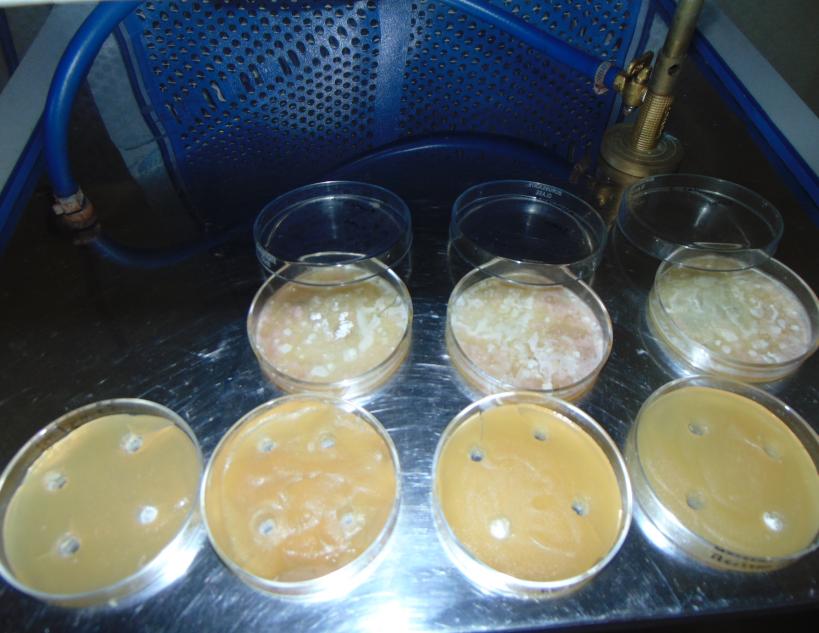 Inoculation of bacteria