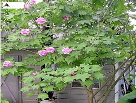 Hibiscus mutabilis bearing number of flowers.