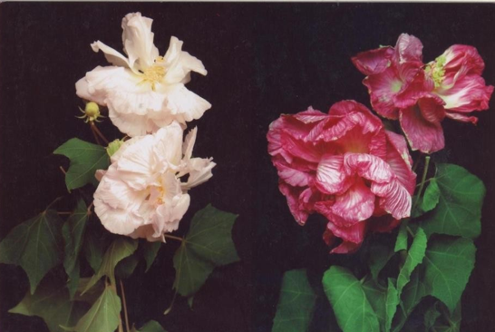 Change in colour of flowers from white (morning) to pink or red(afternoon)
