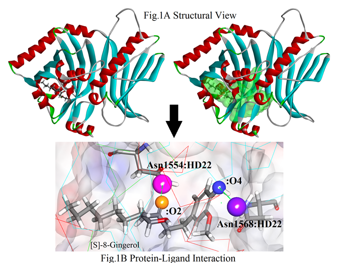 (A) The structural view of 3HRQ.pdb—[S]-8-Gingerol and (B) protein-ligand interaction