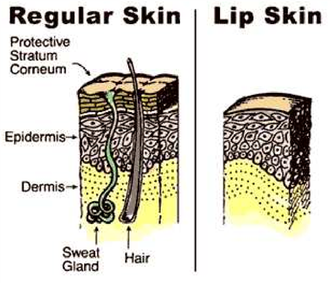 Difference between regular and normal skin.