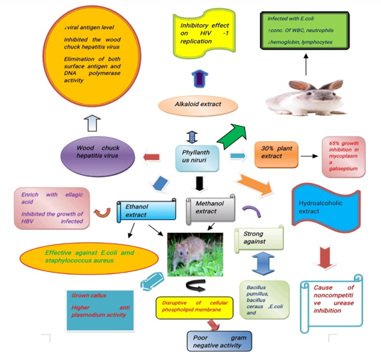 Antimicrobial activity of Phyllanthus niruri