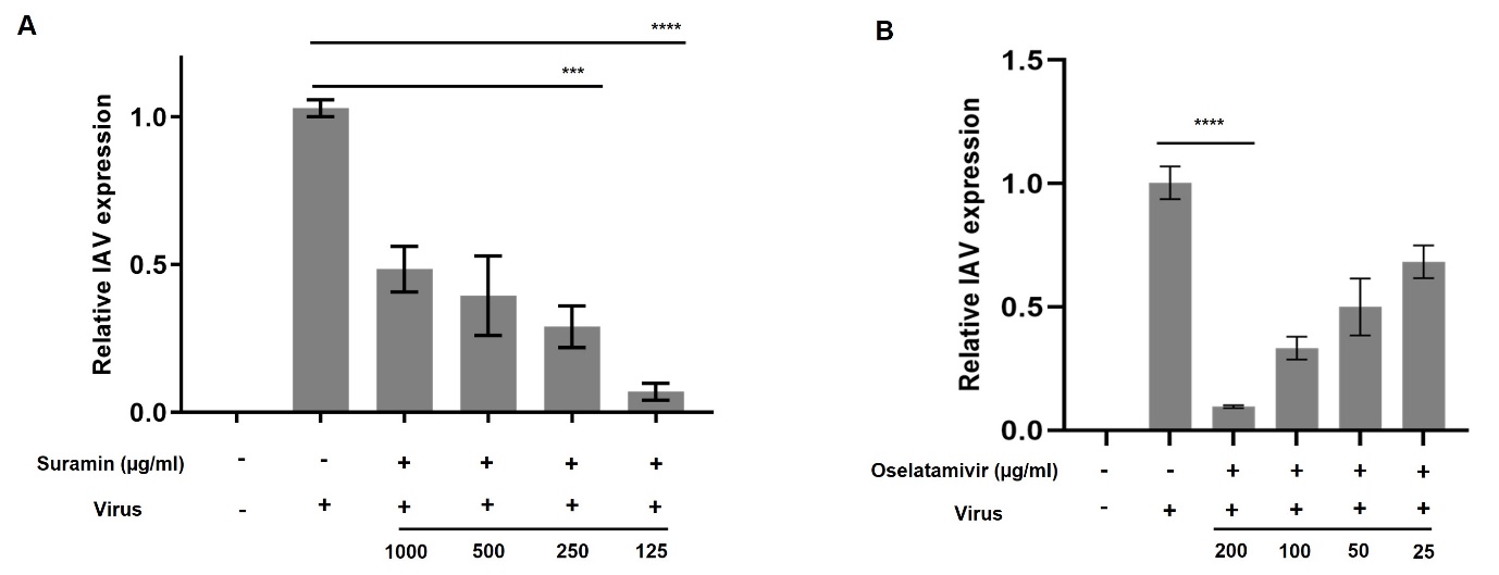 Real-time PCR in presence of suramin and oseltamivir. A) Relative expression of IAV RNA in suramin treated A549 cells at 24hr. B) Relative expression level of IAV RNA in oseltamivir treated A549 cells at 24 hr. Data were normalized against GAPDH RNA. **** p<0.0001, *** p<0.001