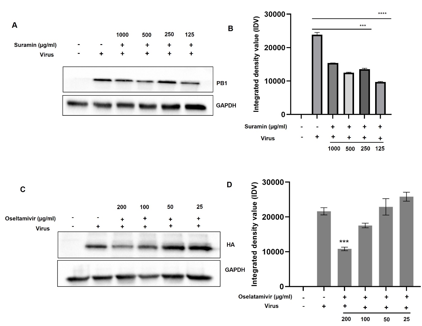 Western blot in presence of suramin and oseltamivir. A) A549 cells were infected and treated with suramin for 24hr. Cell lysate were subjected to western blot for PB1 expression. B) The density of PB1 was normalized to that of GAPDH (top right panel). C) Western blot analysis HA protein in A549 cells infected with IAV and treated with oseltamivir at 24hr. D) Relative densitometric analysis of HA normalized to GAPDH (bottom right panel). **** p<0.0001, *** p<0.001 compared to the control